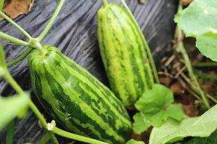 内涵吃瓜网地址,揭秘网络热点的背后真相