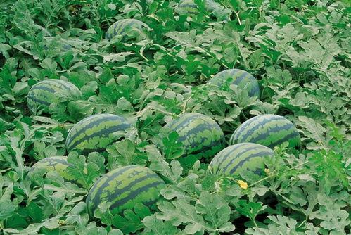 睢宁网红吃瓜群微信,揭秘网络社交圈的趣味与争议