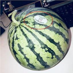 哈萨克网红吃瓜视频,揭秘幕后故事与趣味瞬间