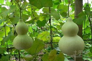 网红吃瓜照片全集大全高清,高清全集大揭秘