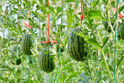 云南吃瓜网在线观看,在线观看，畅享云南美食盛宴